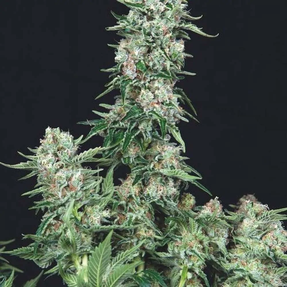 Trikoma Seeds American Cookies