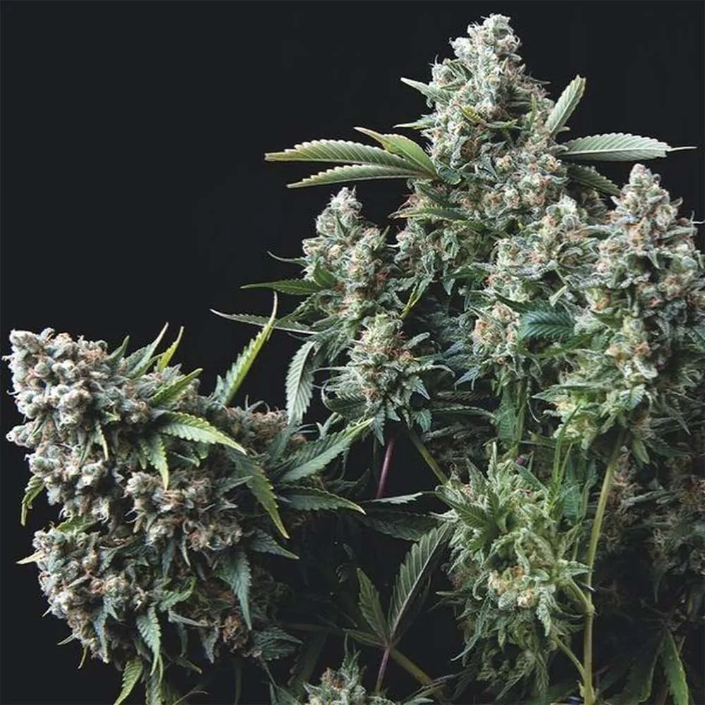Gelato #33