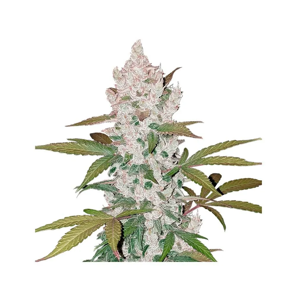Fast Buds Girl Scout Cookies Cannabis Seeds