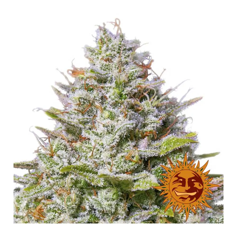 Blue Gelato 41 - Barney's Farm