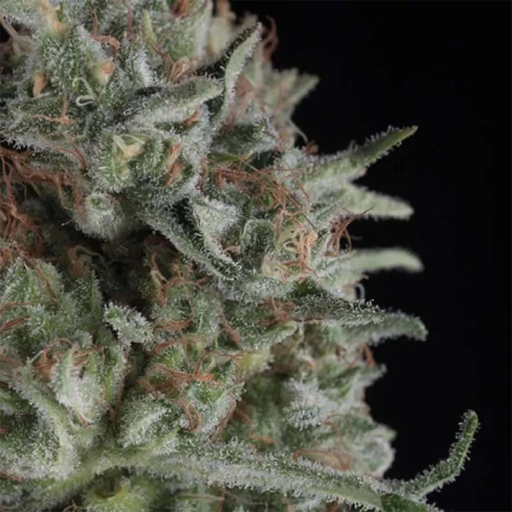 Critical+
