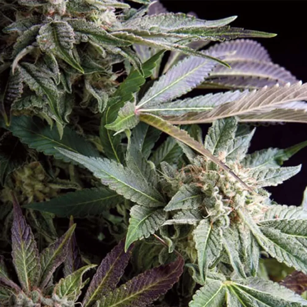 Trikoma Seeds Hanf Samen Blueberry