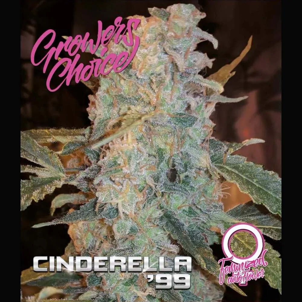Hanf Samen Cinderella 99