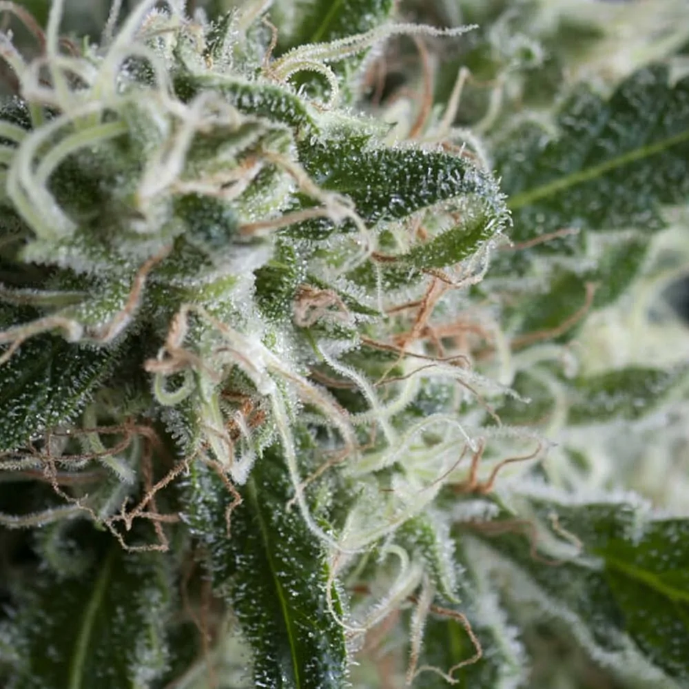Hanf Samen Jack Herer