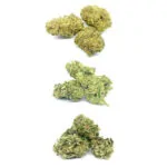 H4CBD, CBN Blüten Testpaket 6g