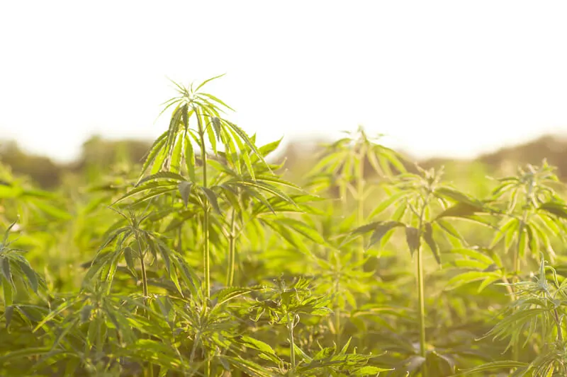 nachhaltigkeit cbd