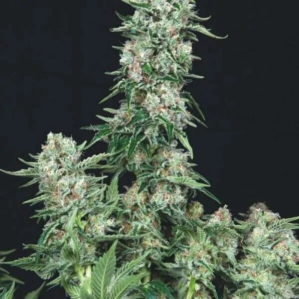 Trikoma Seeds American Cookies