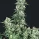 Trikoma Seeds American Cookies
