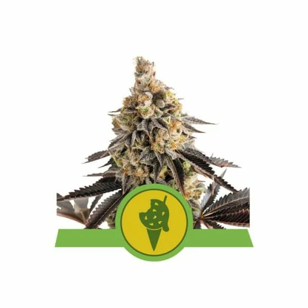 Automatic Cookies Gelato