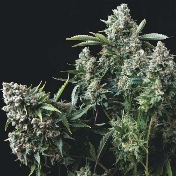 Gelato #33