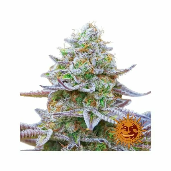 GORILLA ZKITTLEZ Barney's Farm i