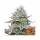 GORILLA ZKITTLEZ Barney's Farm i