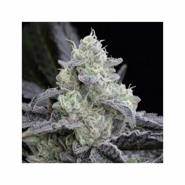 L.A. Vanilla Cake (Auto) - Silent Seeds