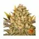 Banana Punch Seeds samen