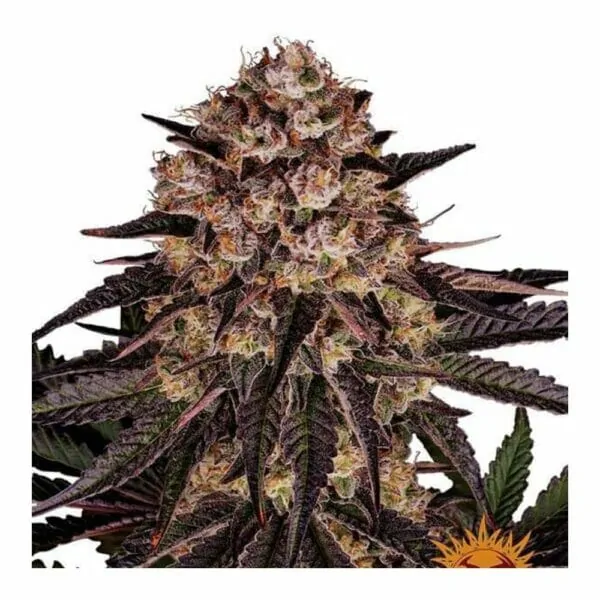 Cannabis Seeds Biscotti Mintz