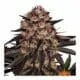 Cannabis Seeds Biscotti Mintz