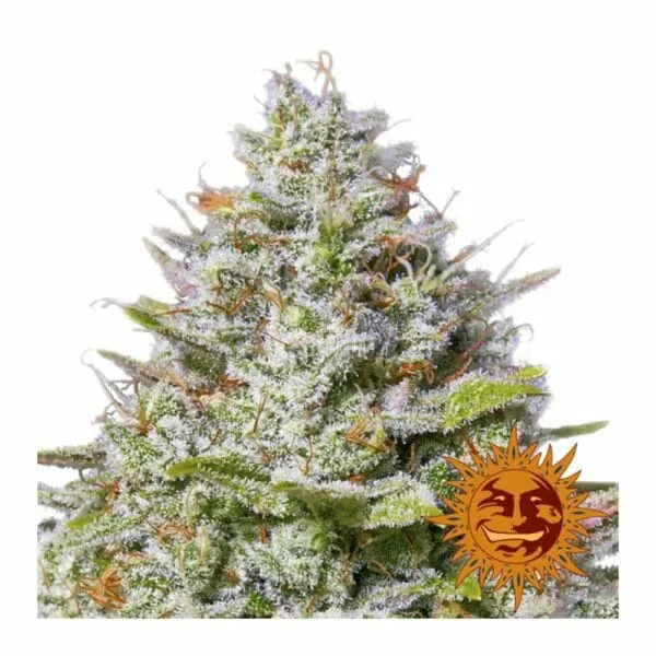 Blue Gelato 41 - Barney's Farm