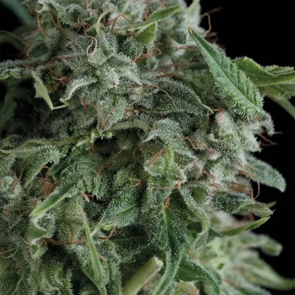 Trikoma Seeds - AK 74 (Feminisiert)