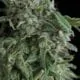 Trikoma Seeds - AK 74 (Feminisiert)