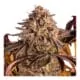 Cali Seeds Genetik Weed