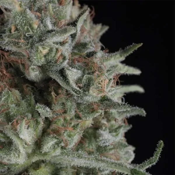 Critical+