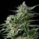 Hanf Samen Sweet Madness