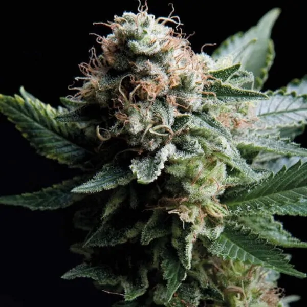 Trikoma Seeds White WIDOW Hanf Samen