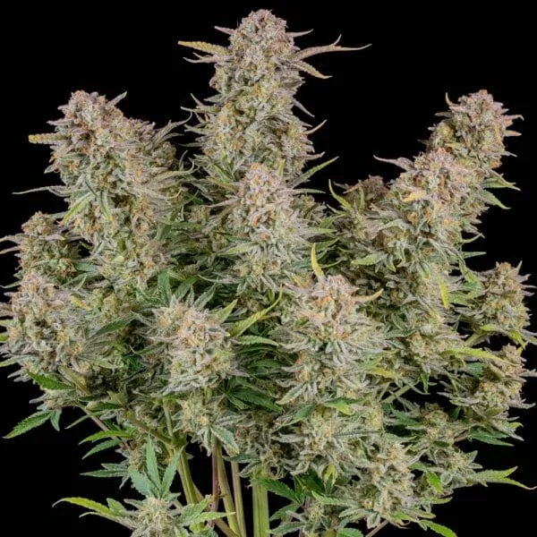 Bruce Banner Hanf Samen