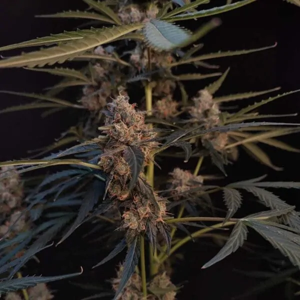 Northern Lights Hanf samen
