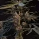Northern Lights Hanf samen