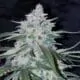 Pineapple Express Hanf Samen