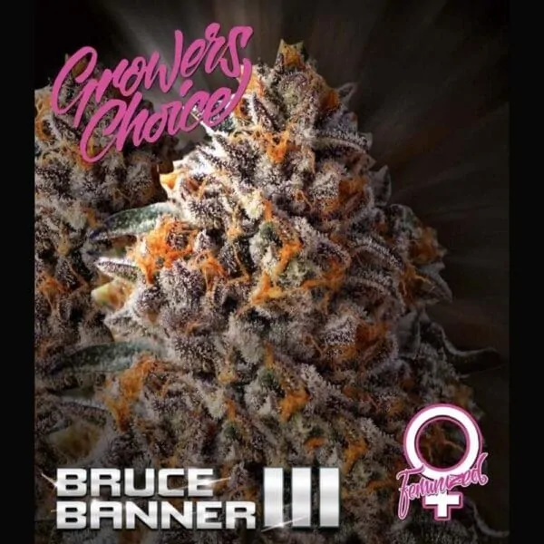 Bruce Banner Hanfsamen