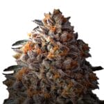 Weed Seeds Bruce Banner