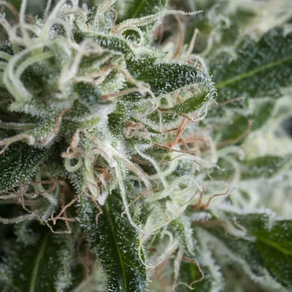 Hanf Samen Jack Herer