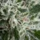 Hanf Samen Jack Herer