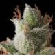 White Widow Hanf Samen autometik