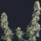 Hanf Samen Gorilla Glue