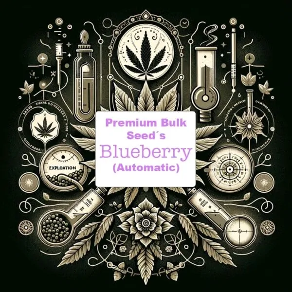 Blueberry - Autoflowering Feminisierter Cannabis Samen