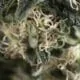 Cheese Hemp Seeds